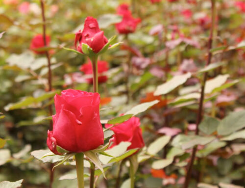 Rosas Reijers mostra o potencial da venda de flores em supermercados