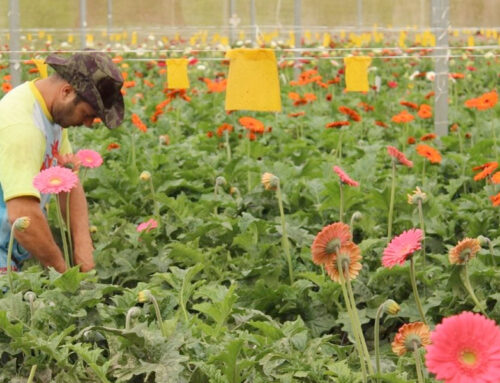 Rosas Reijers potencializa a rentabilidade das redes varejistas através da venda de flores