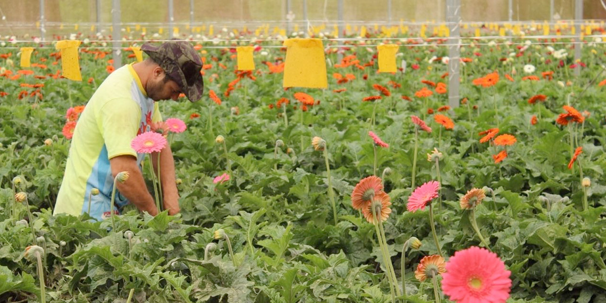 Rosas Reijers potencializa a rentabilidade das redes varejistas através da venda de flores