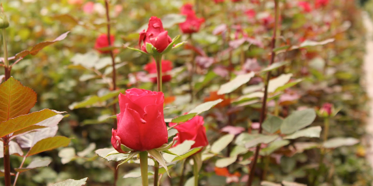 Rosas Reijers mostra o potencial da venda de flores em supermercados