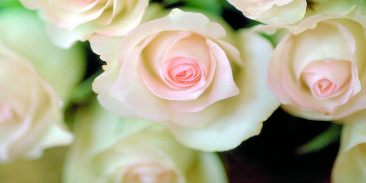Flores aquecem a economia neste Dia das Mães